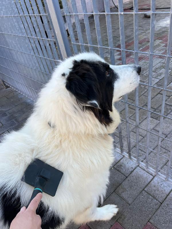 SIMBA MAREMMANO Foto 7